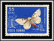 Gypsy Moth (Lymantria dispar)