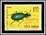 Fabricius' Running Beetle (Carabus fabricii malachticus)