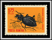 Ground Beetle (Carabus gigas)