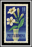 Tobacco Plant (Nicotiana alata)