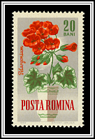 Apple Geranium (Pelargonium odoratissimum)
