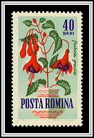 Fuchsia (Fuchsia gracilis)