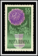 Mother's Daisy (Chrysanthemum indicum)