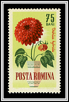 Dahlia (Dahlia hybrida)