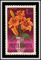 Orange Lily (Lilium croceum)