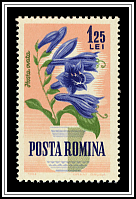 Hosta (Hosta ovata)