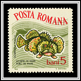 Small Scorpionfish (Scorpaena porcus)
