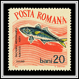 Mediterranean Horse Mackerel (Trachurus mediterraneus)