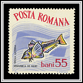Tub Gurnard (Trigla lucerna)