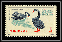 Black Swan (Chenopsis atrata)