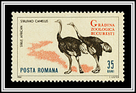 Common Ostrich (Struthio camelus)