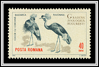 Black Crowned Crane (Balearica pavonina)