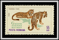 Tiger (Panthera tigris)