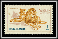 Lion (Panthera leo)