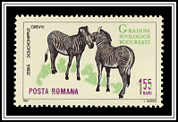 Grévy's Zebra (Dolichohippus grevyi)