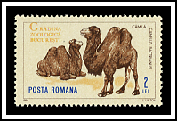 Bactrian Camel (Camelus bactrianus)