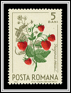 Woodland Strawberry (Fragaria vesca)
