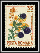 Armenian Blackberry (Rubus procerus)