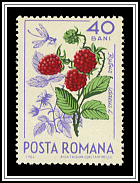 Raspberry (Rubus idaeus)