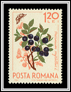 Blueberry (Vaccinium myrtillus)