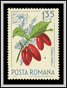 European Cornel (Cornus mas)