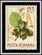 Common Hazel (Corylus avellana)