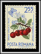Wild Cherry (Prunus avium)