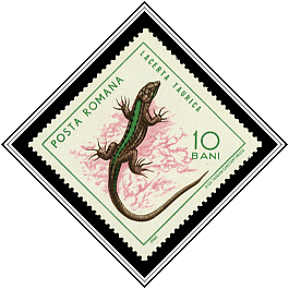 Balkan Wall Lizard (Lacerta taurica)