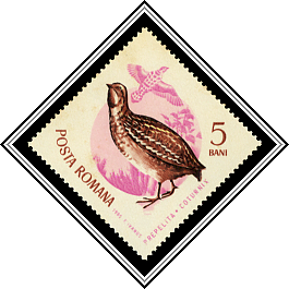 Common Quail (Coturnix coturnix)