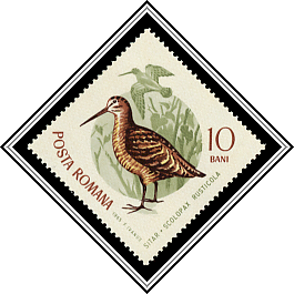 Eurasian Woodcock (Scolopax rusticola)
