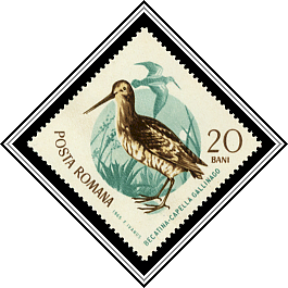 Common Snipe (Capella gallinago)