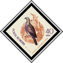 European Turtle Dove (Streptopelia turtur)