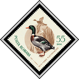 Mallard (Anas platyrhynchos)