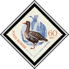 Greater White-fronted Goose (Anser albifrons)