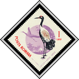 Common Crane (Grus grus)