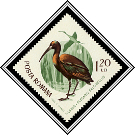 Glossy Ibis (Plegadis falcinellus)