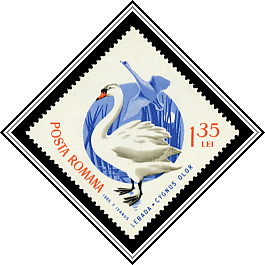 Mute Swan (Cygnus olor)