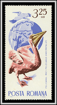 Great White Pelican (Pelecanus onocrotalus)