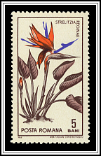 Bird-of-paradise (Strelitzia reginae)