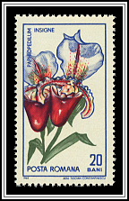 Splendid Paphiopedilum (Paphiopedilum insigne)
