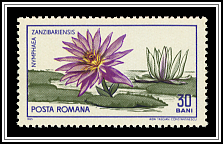 Cape Blue Waterlily (Nymphaea zanzibariensis)