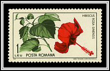Chinese Hibiscus (Hibiscus rosa-sinensis)