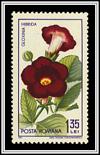 Sinningia (Gloxinia hibrida)