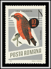 Common Crossbill (Loxia curvirostra)