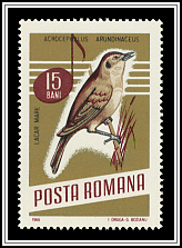 Great Reed Warbler (Acrocephalus arundinaceus)