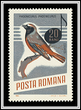 Common Redstart (Phoenicurus phoenicurus)