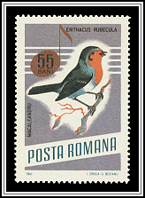 European Robin (Erithacus rubecula)