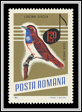 Bluethroat (Luscinia svecica)