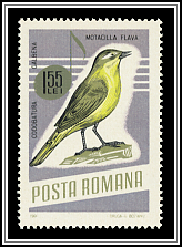Yellow Wagtail (Motacilla flava)