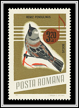 European Penduline Tit (Remiz pendulinus)